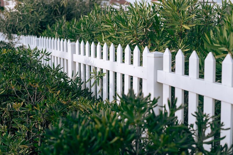 White vinyl picket fence surrounded by oleander hedge